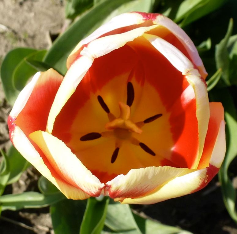 Tulip close-up - La Conner WA