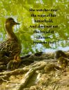 Proverbs 31:27 - Ducks with ducklings