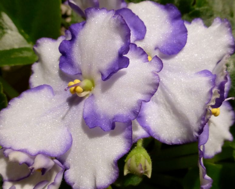 White with purple edge African violet