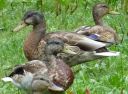 Adolescent mallard ducks
