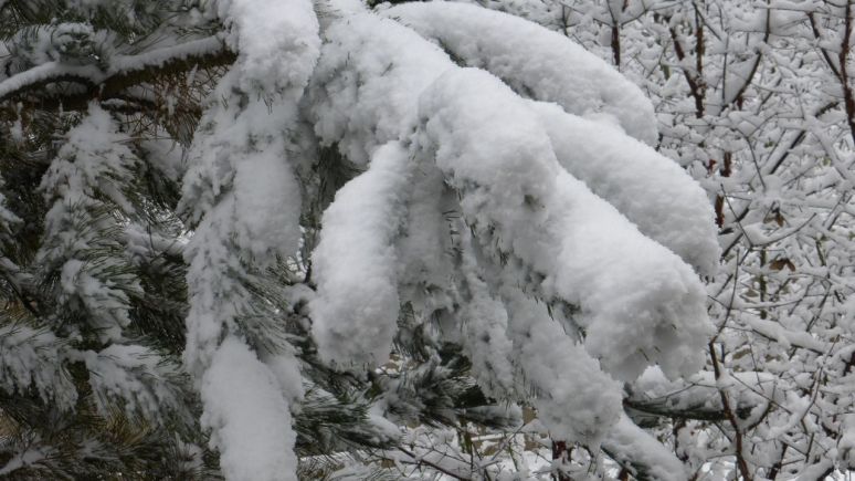 Snow-covered pine bough