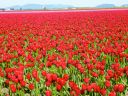 Field of red tulips - La Conner Washington