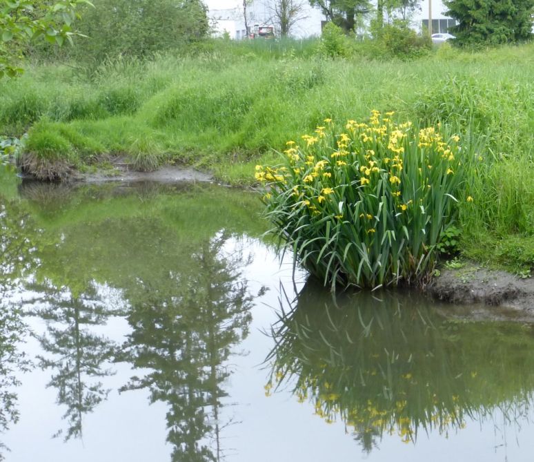 Yellow water iris