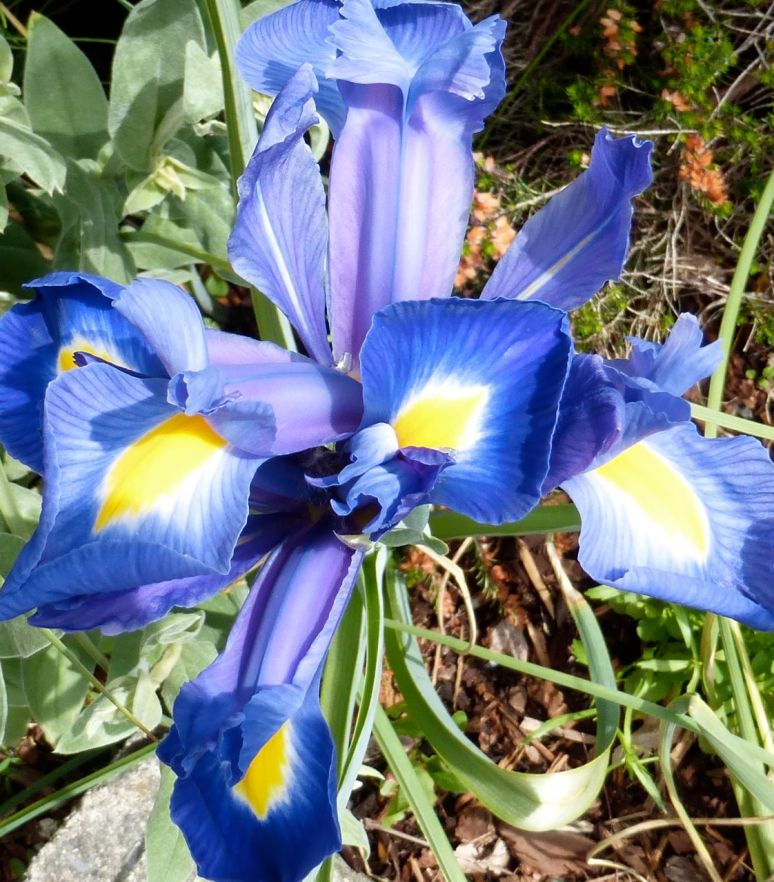 Blue and yellow Iris