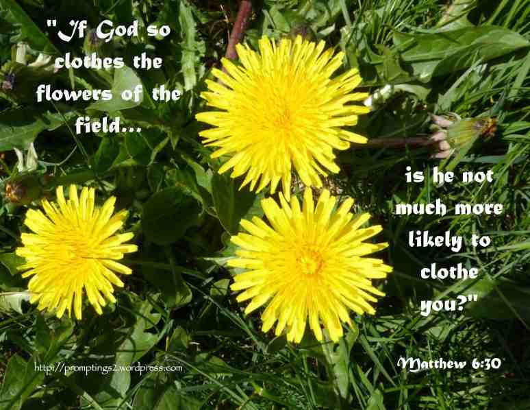 Dandelions with Matthew 6:30