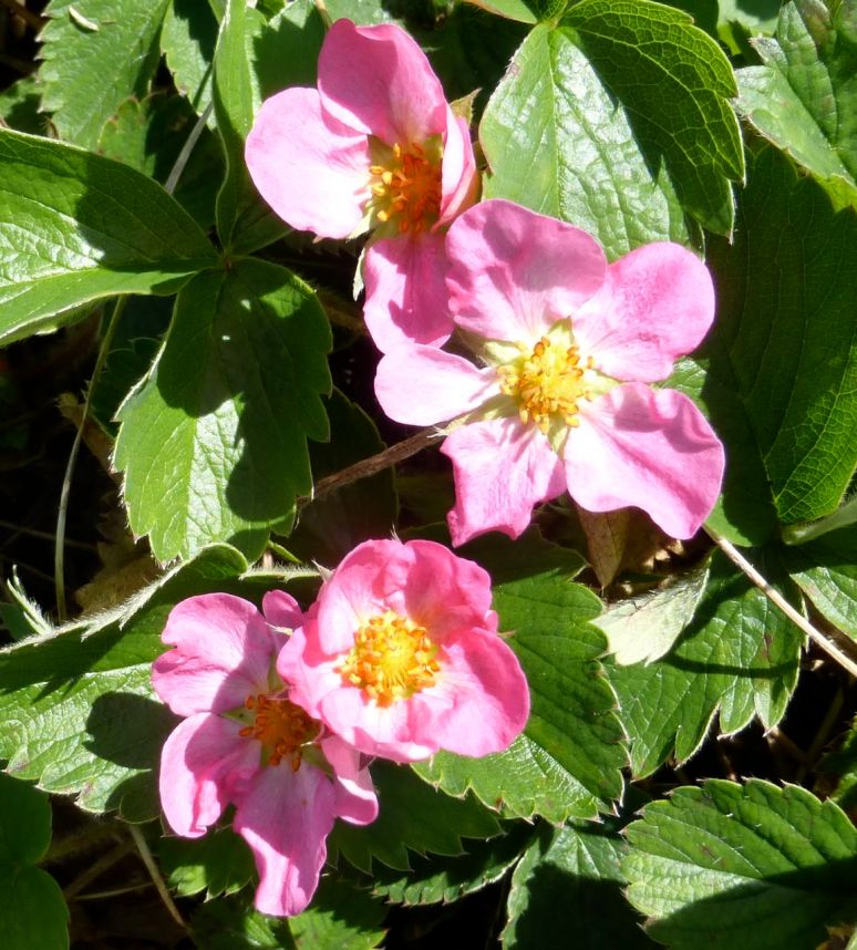 Pink strawberry blossoms